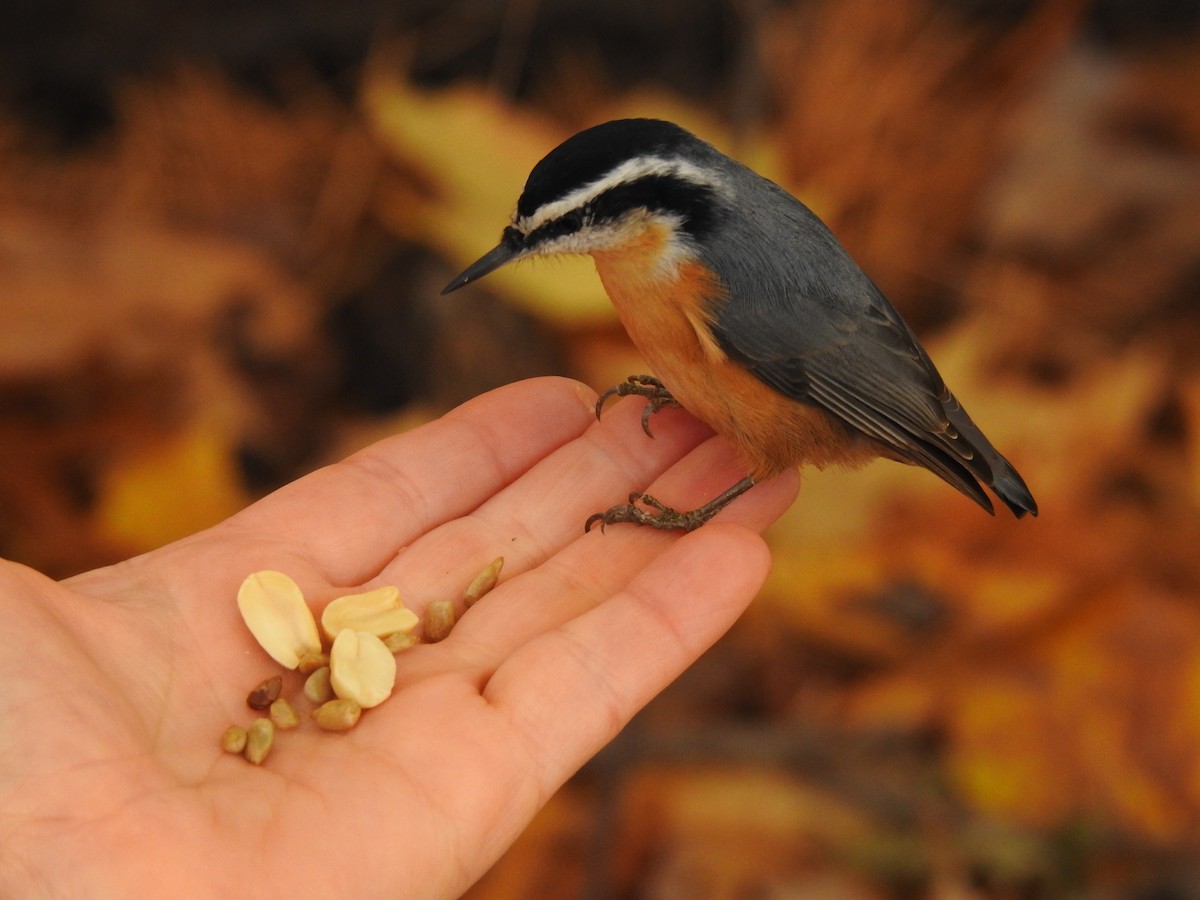 Red-breasted Nuthatch - ML271932111