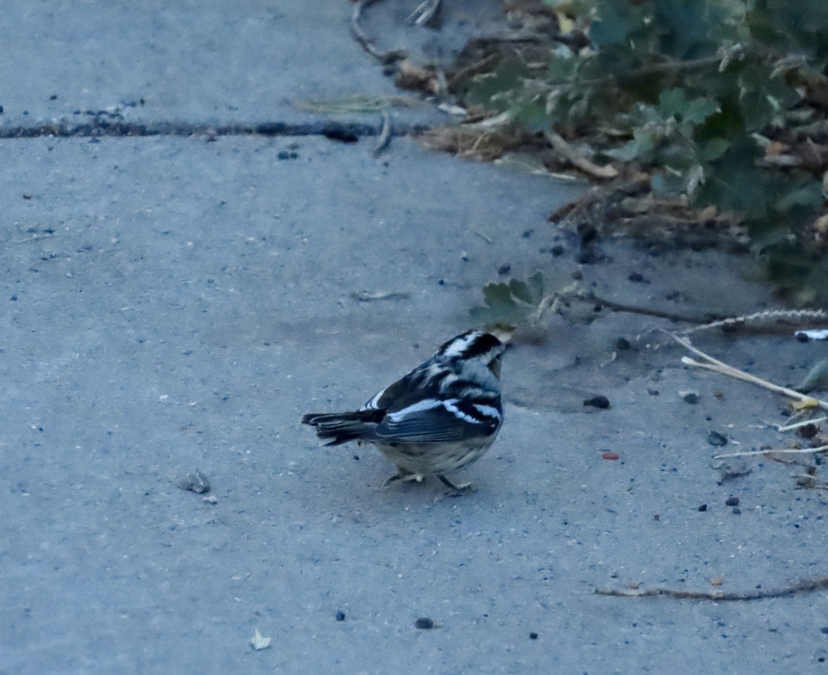 Black-and-white Warbler - ML271932371