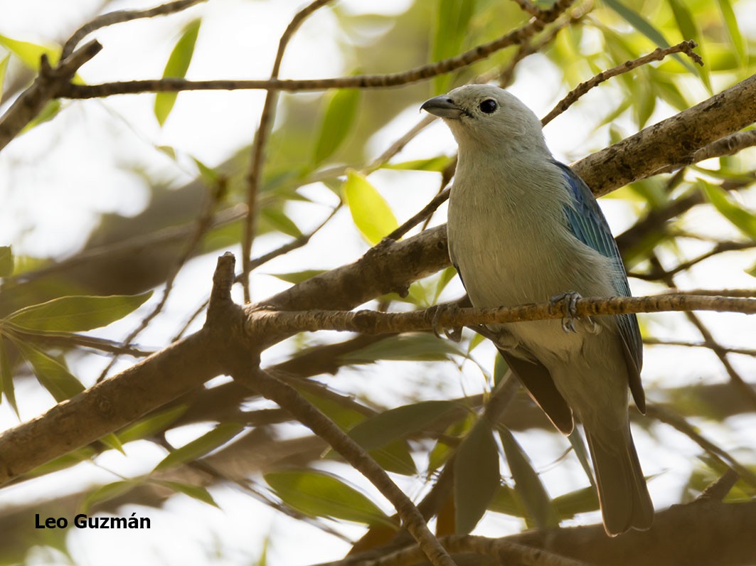Blue-gray Tanager - ML271932541