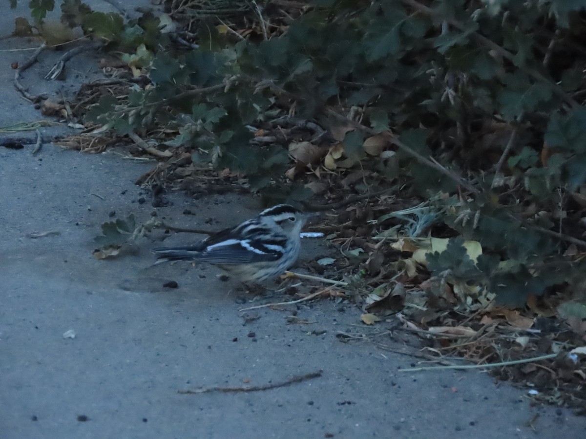 Black-and-white Warbler - ML271932821