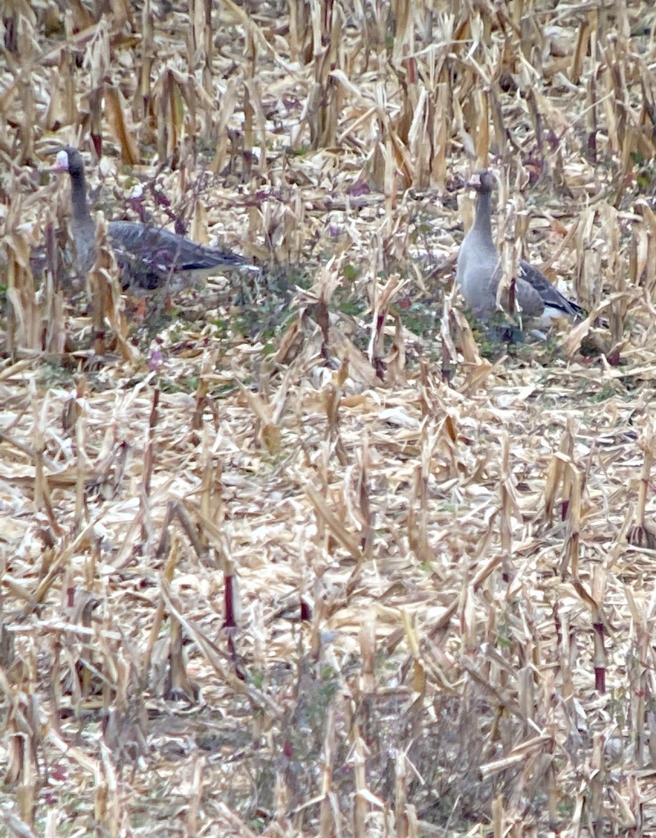 Greater White-fronted Goose - ML271937041