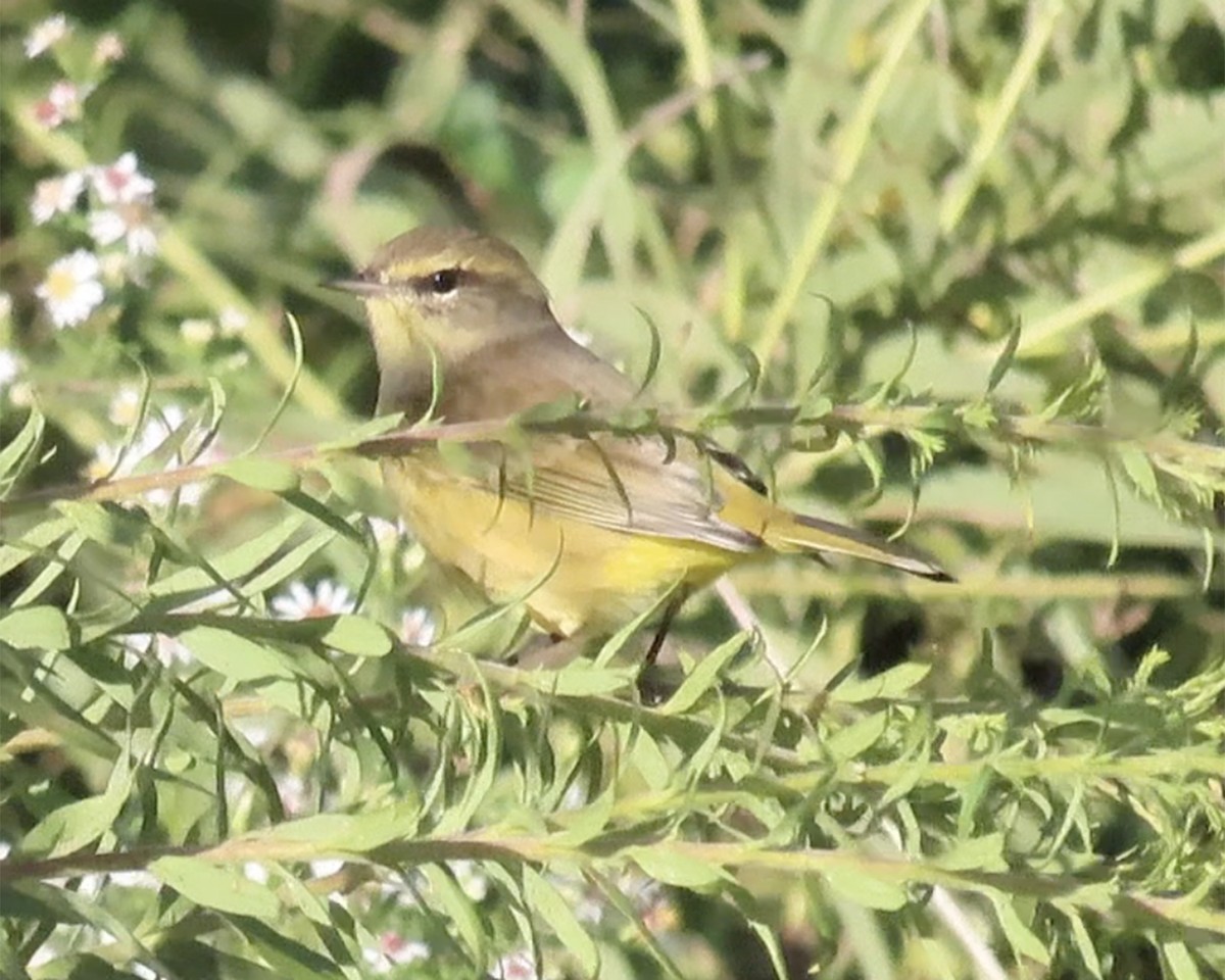 Palm Warbler - ML271941521