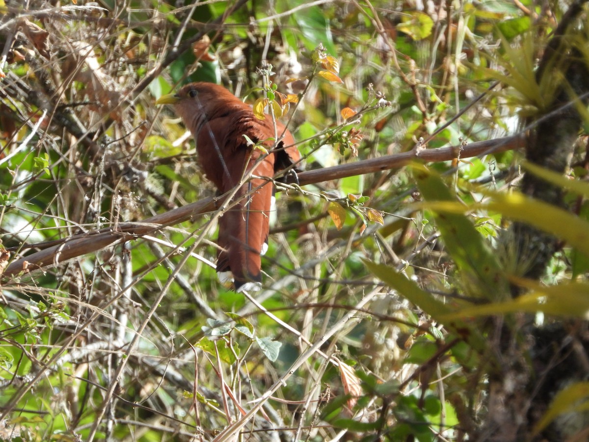 Squirrel Cuckoo - ML271942041