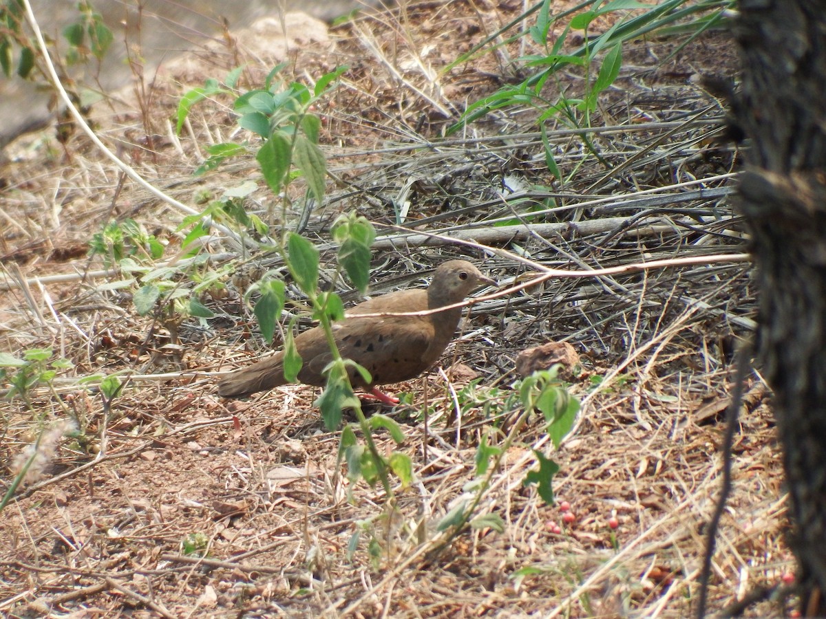 Ruddy Ground Dove - ML27194251