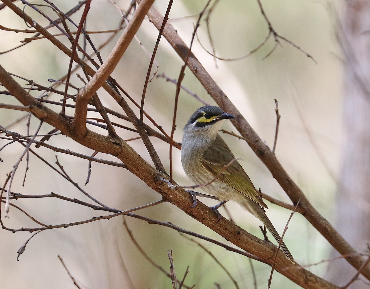 Yellow-faced Honeyeater - ML271942541