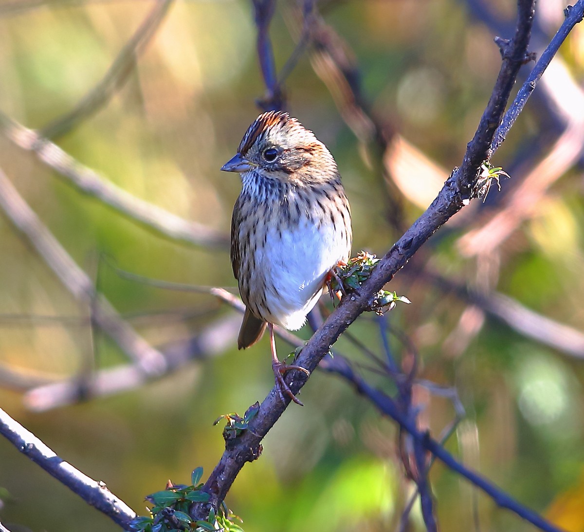 Lincoln's Sparrow - ML271942671