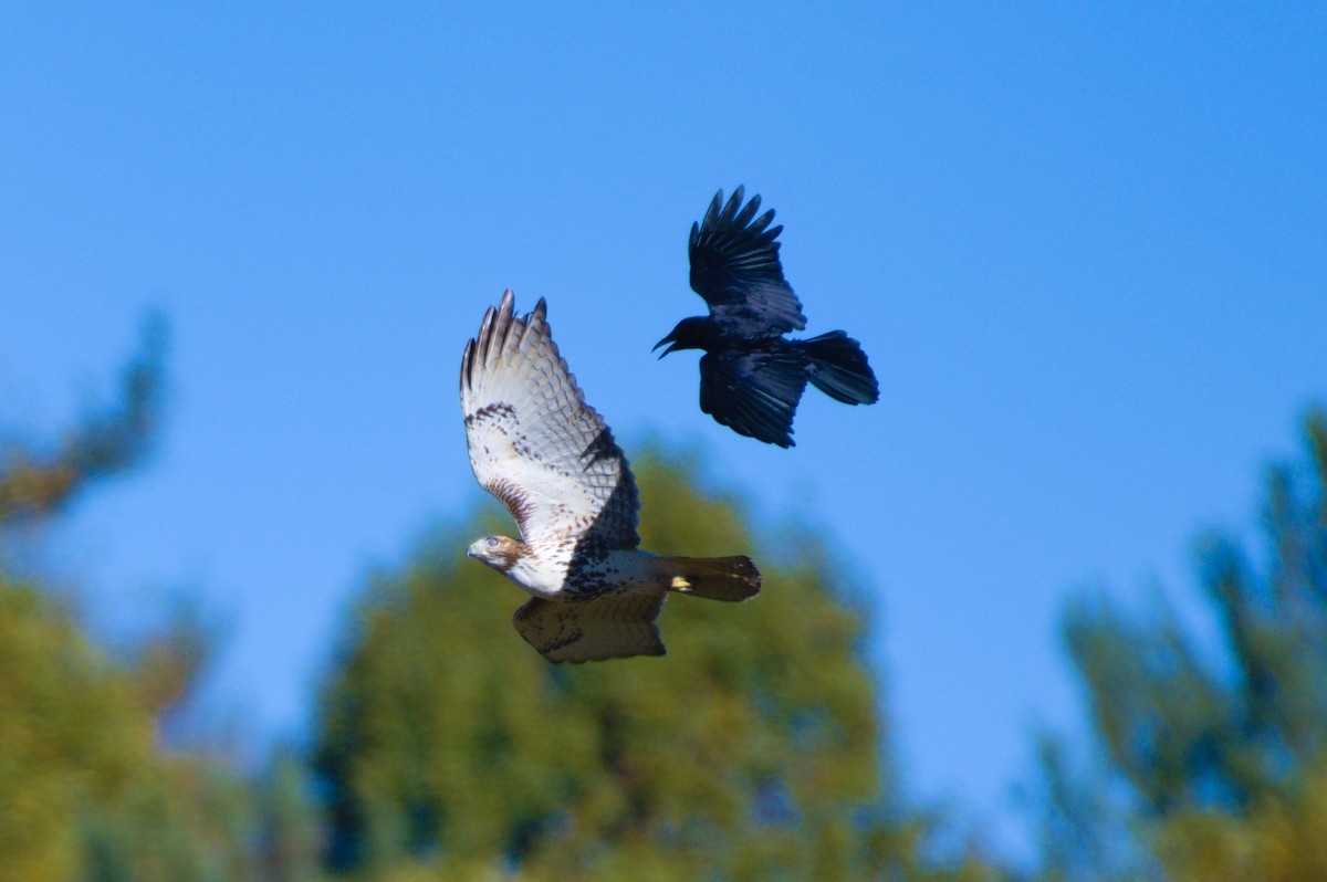 Red-tailed Hawk - ML271943001