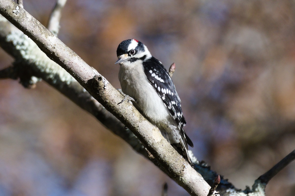 Downy Woodpecker - ML271943171
