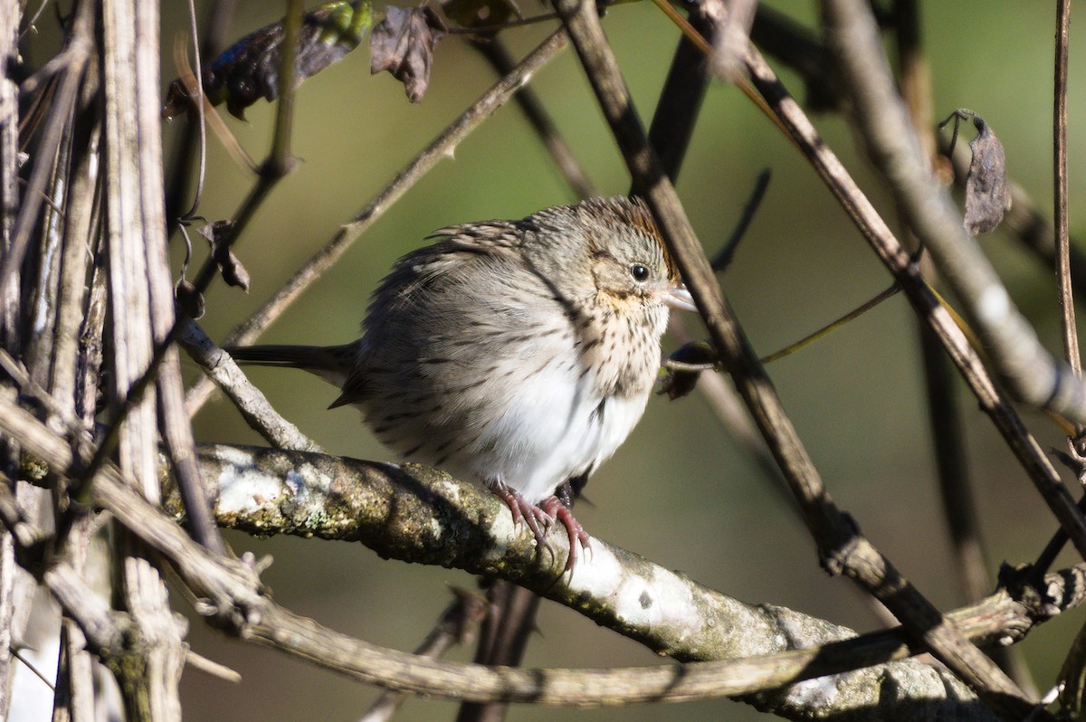 Lincoln's Sparrow - ML271943281