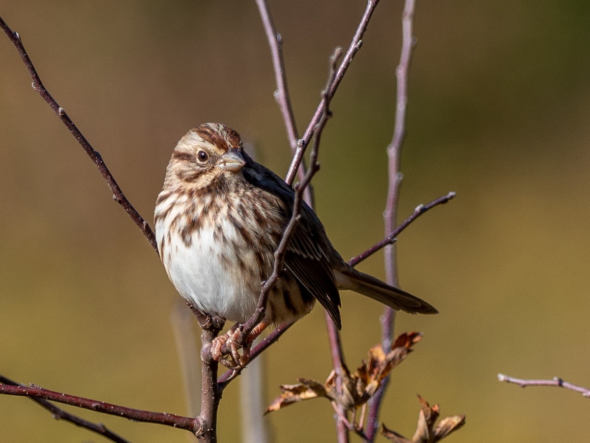 Song Sparrow - ML271943441