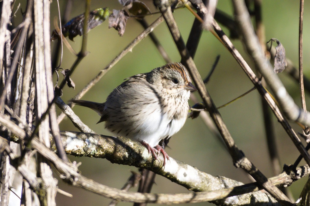 Lincoln's Sparrow - ML271943461