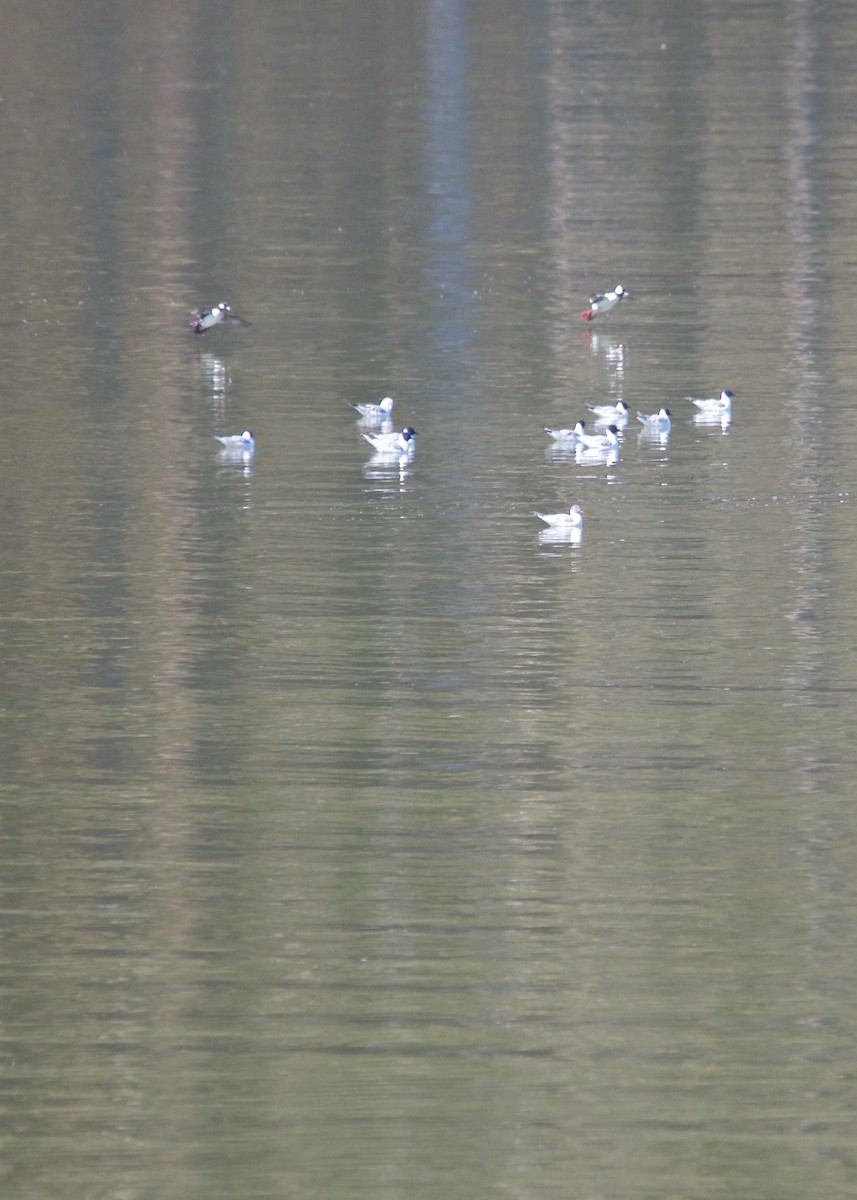 Bonaparte's Gull - Jon Cefus