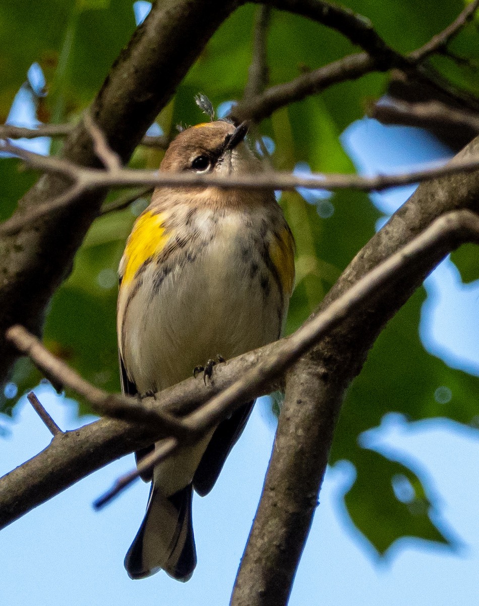 Yellow-rumped Warbler - Anthony Schmitt