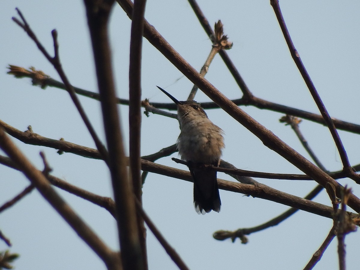 Ruby-throated Hummingbird - ML27194561
