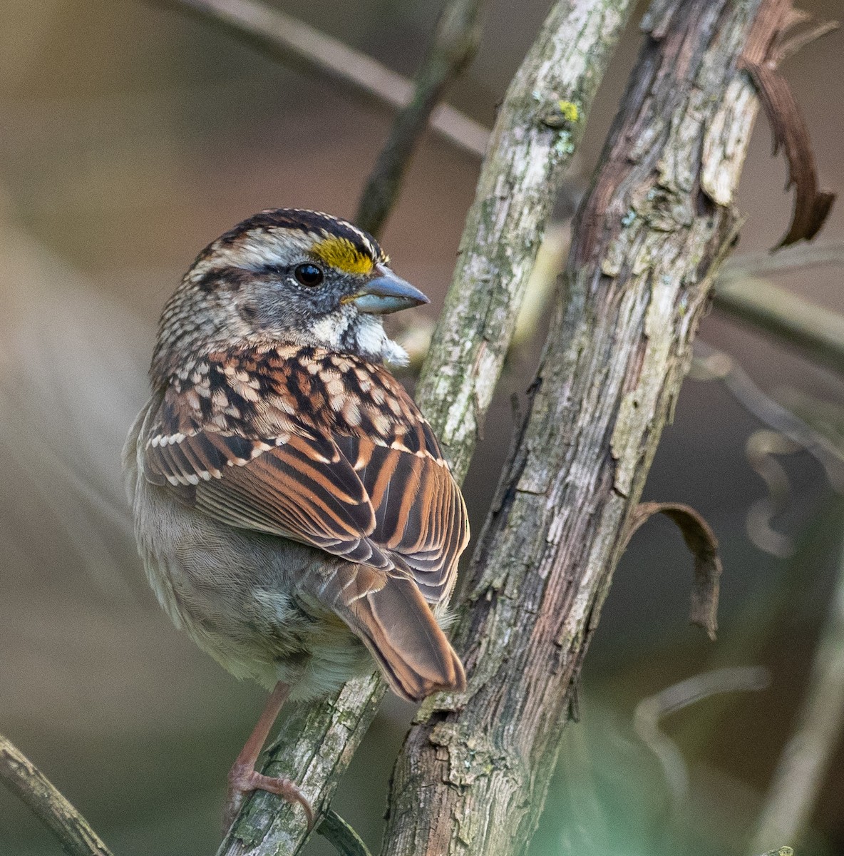 White-throated Sparrow - Anthony Schmitt