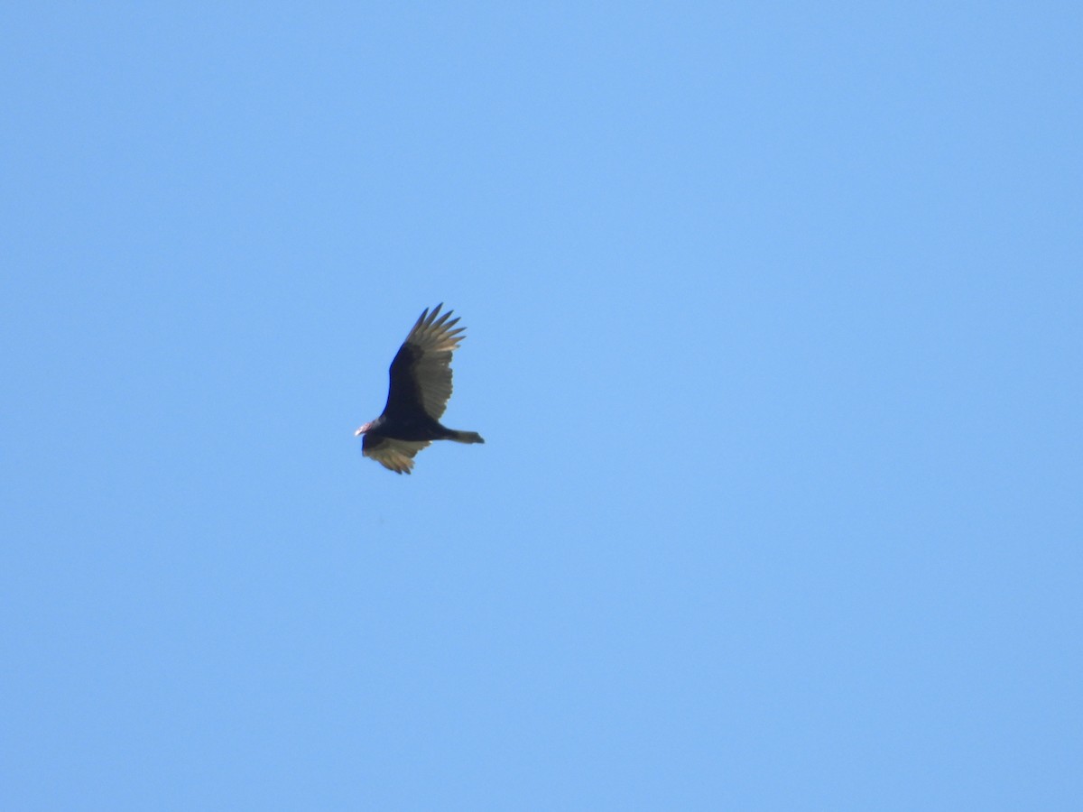 Turkey Vulture - ML271946901