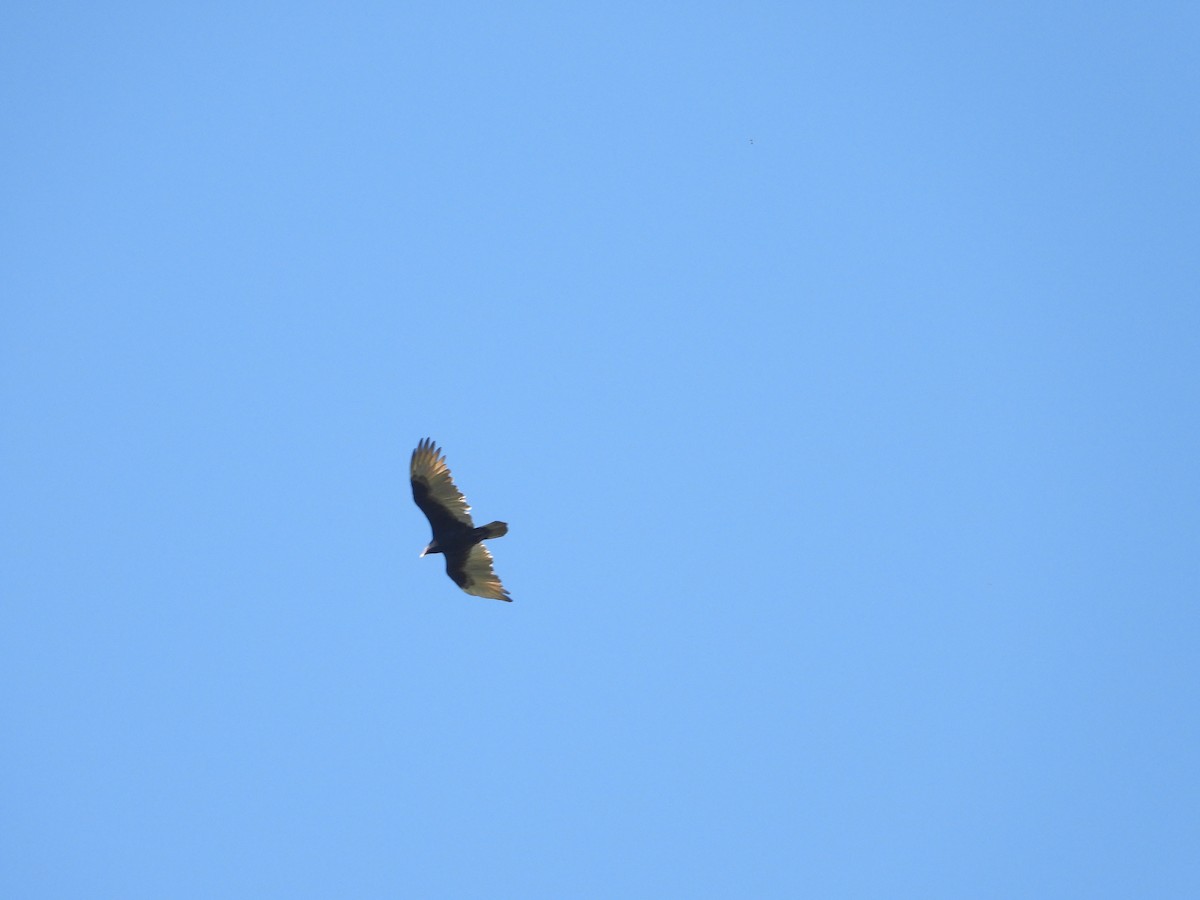 Turkey Vulture - ML271946991