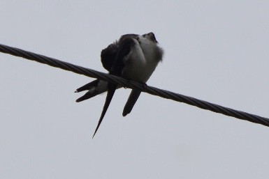 Eastern Red-rumped Swallow (Daurian) - ML271947811