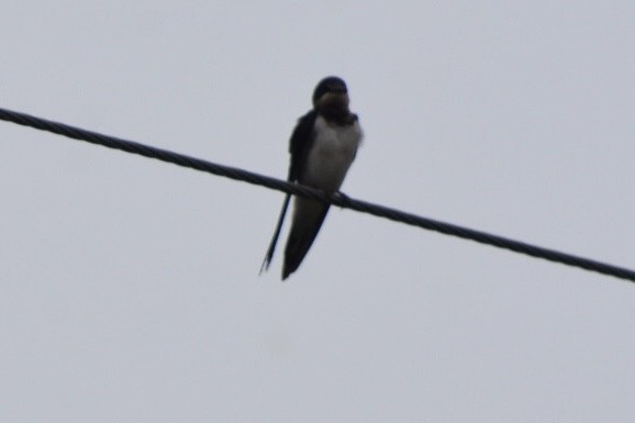 Eastern Red-rumped Swallow (Daurian) - ML271947821