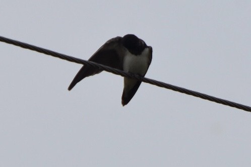 Eastern Red-rumped Swallow (Daurian) - ML271947871