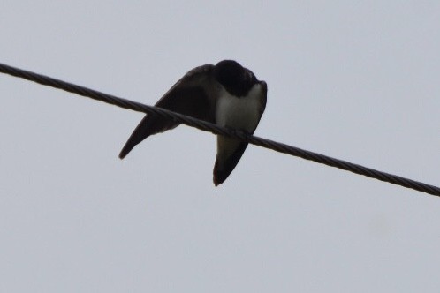 Golondrina Dáurica - ML271947871