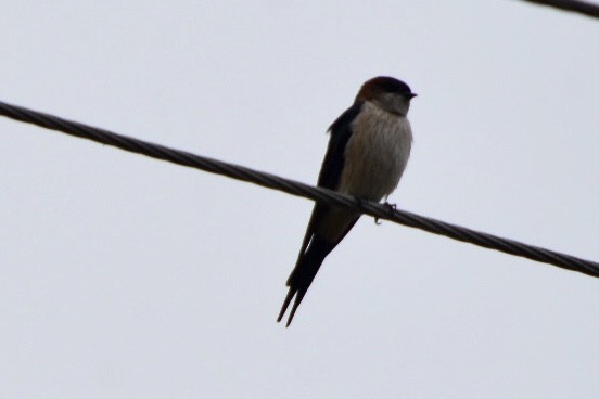 Eastern Red-rumped Swallow (Daurian) - ML271947891