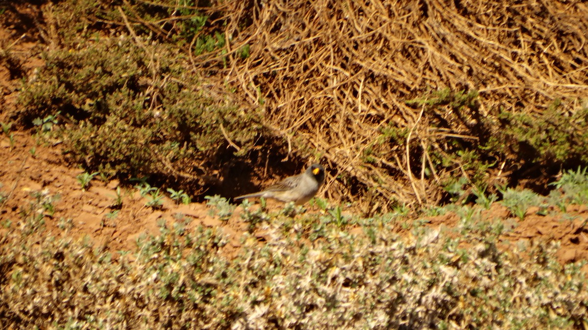 Band-tailed Sierra Finch - ML271948481
