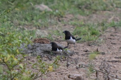 White-rumped Munia - ML271948491