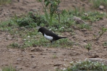 White-rumped Munia - ML271948661