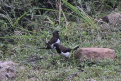 White-rumped Munia - ML271948701