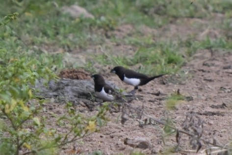 White-rumped Munia - ML271948711