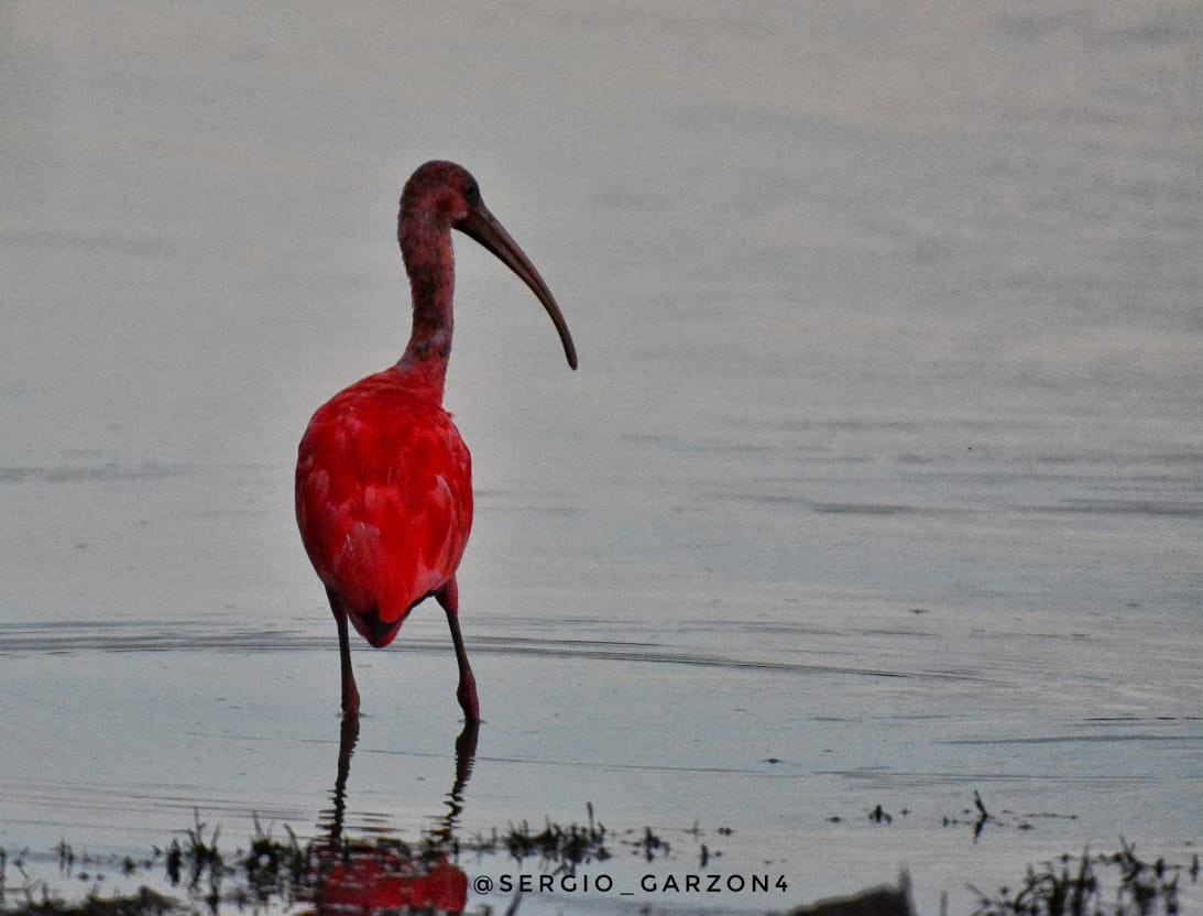 ibis rudý - ML271949301