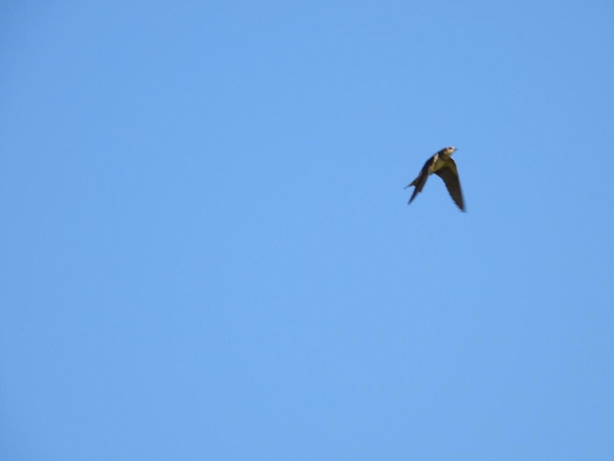 Barn Swallow - ML271949731