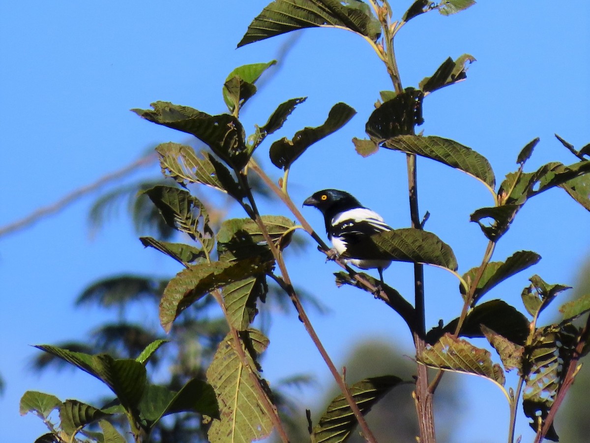 Magpie Tanager - ML271950941