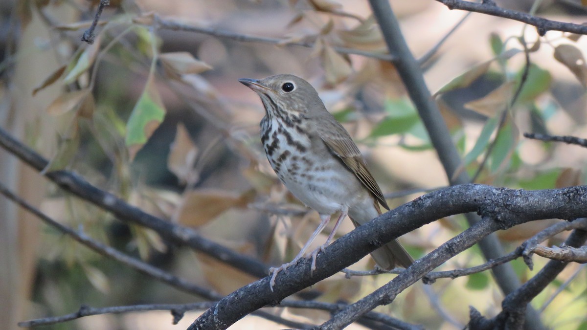 Hermit Thrush - ML271951031