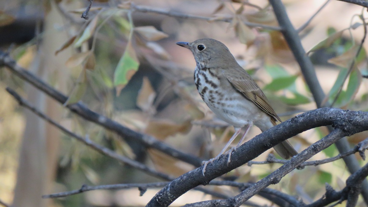 Hermit Thrush - ML271951061