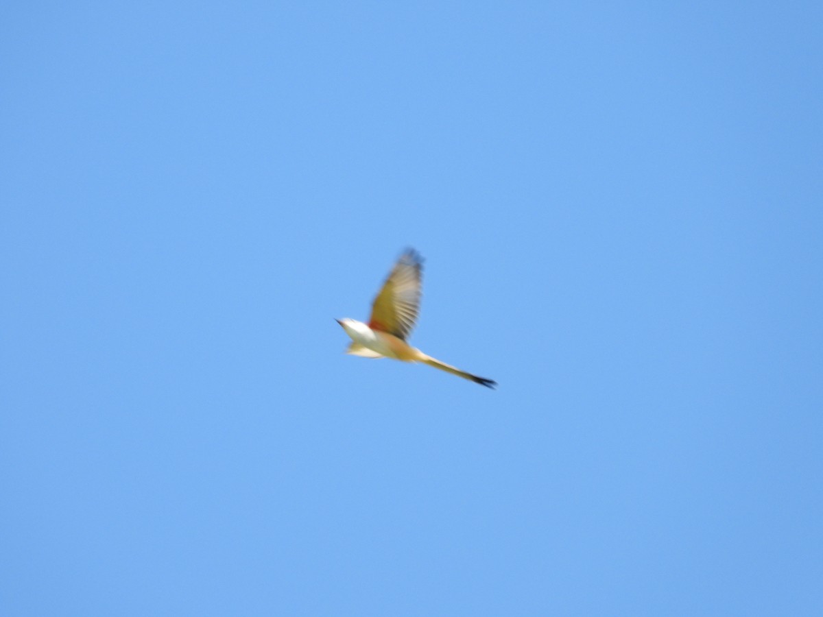 Scissor-tailed Flycatcher - ML271951391