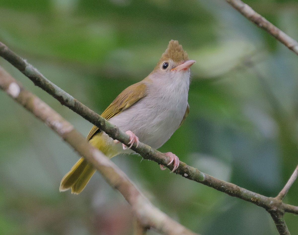 White-bellied Erpornis - ML271951571