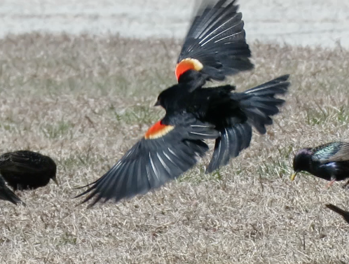 Red-winged Blackbird - ML271951741