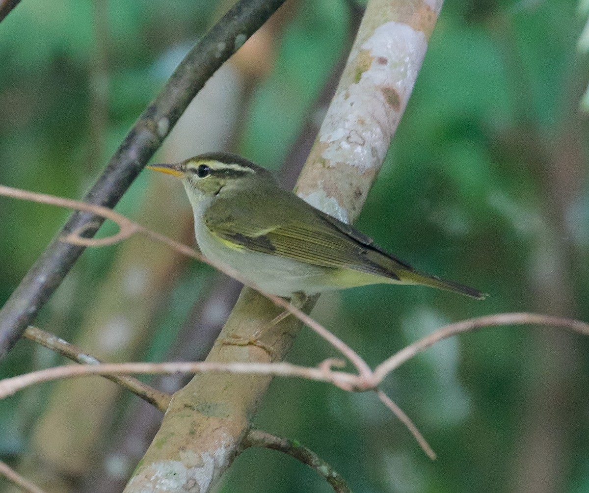 Eastern Crowned Warbler - ML271951811