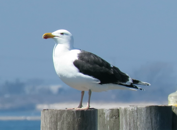 Great Black-backed Gull - ML271952871