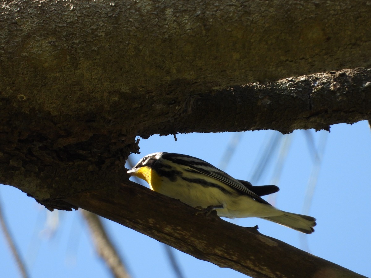 Yellow-throated Warbler - ML271953191