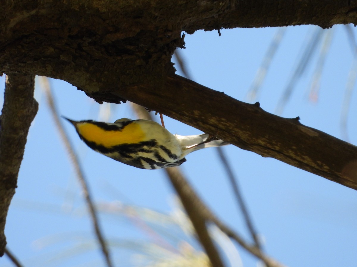 Yellow-throated Warbler - ML271953211