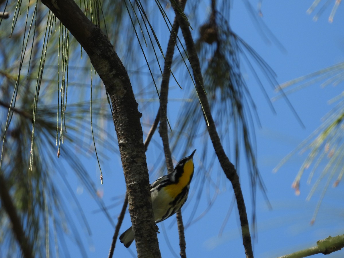 Yellow-throated Warbler - ML271953251