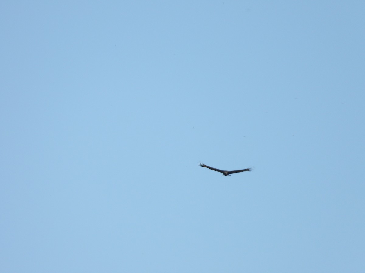 Black Vulture - ML271954871