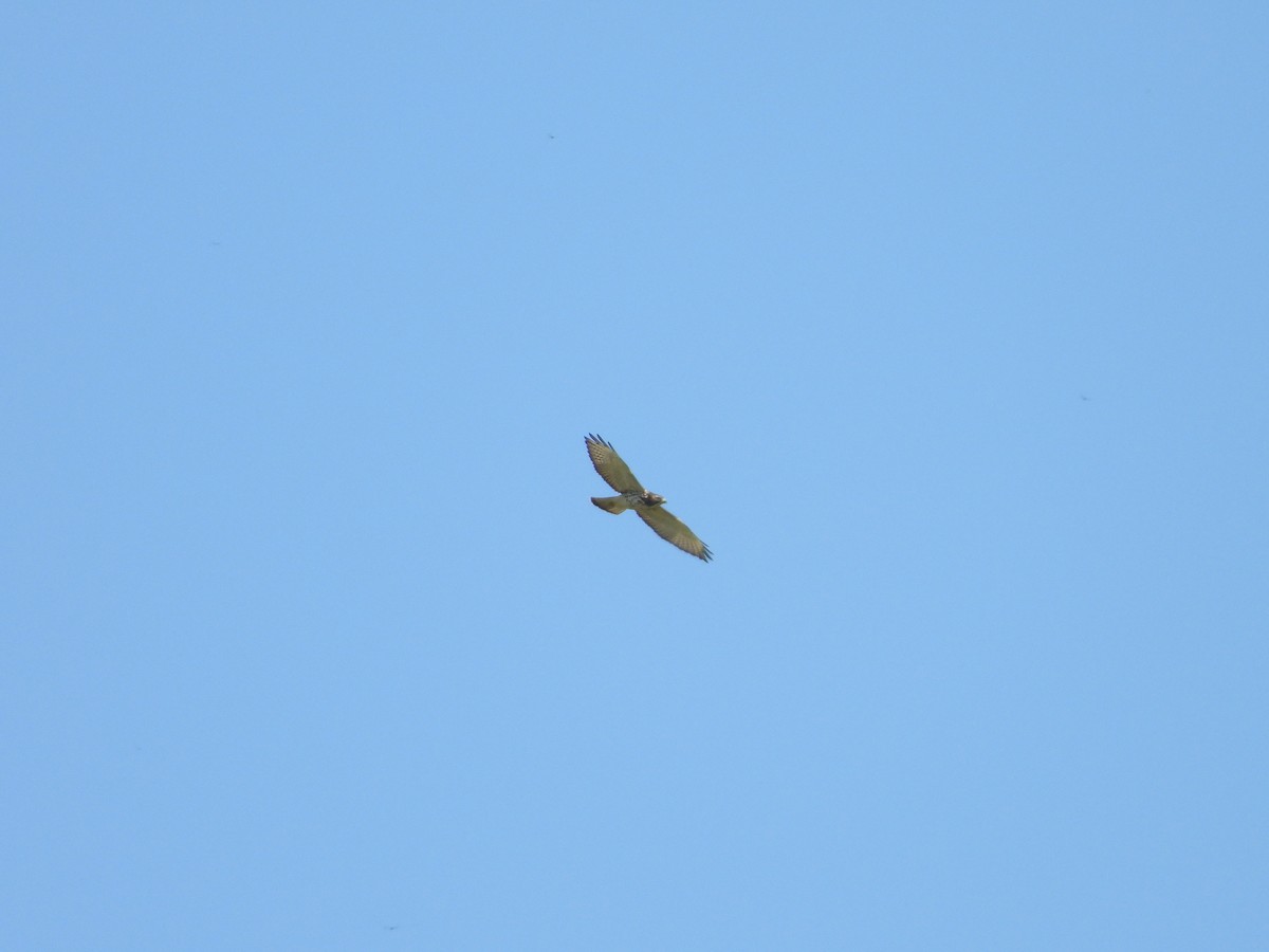 Broad-winged Hawk - ML271955791