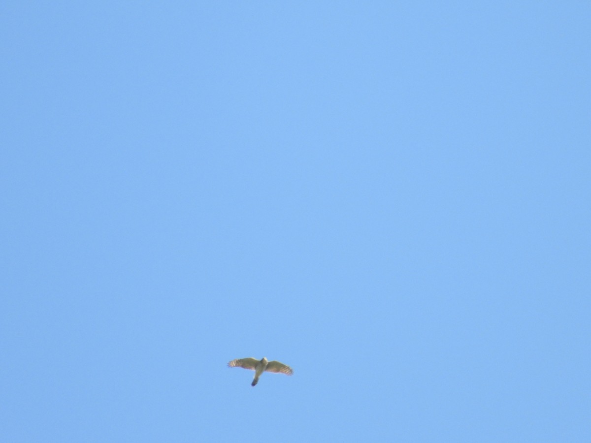 Sharp-shinned Hawk - ML271955821