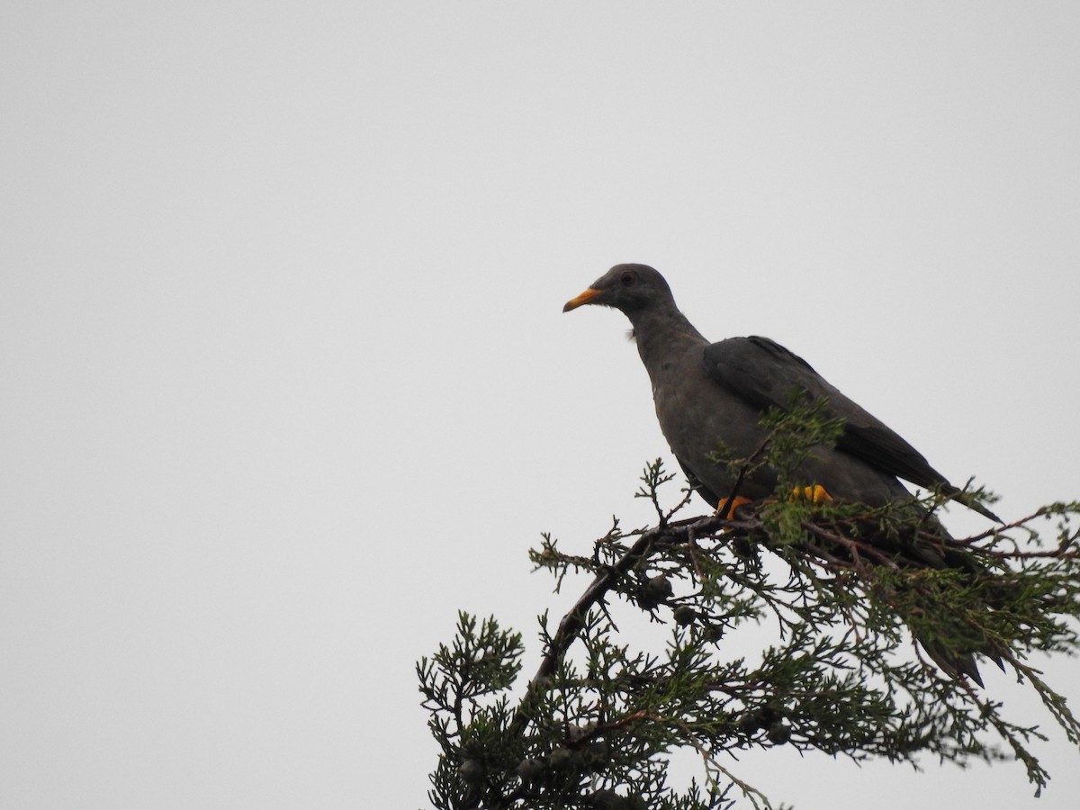 Band-tailed Pigeon - ML271956291