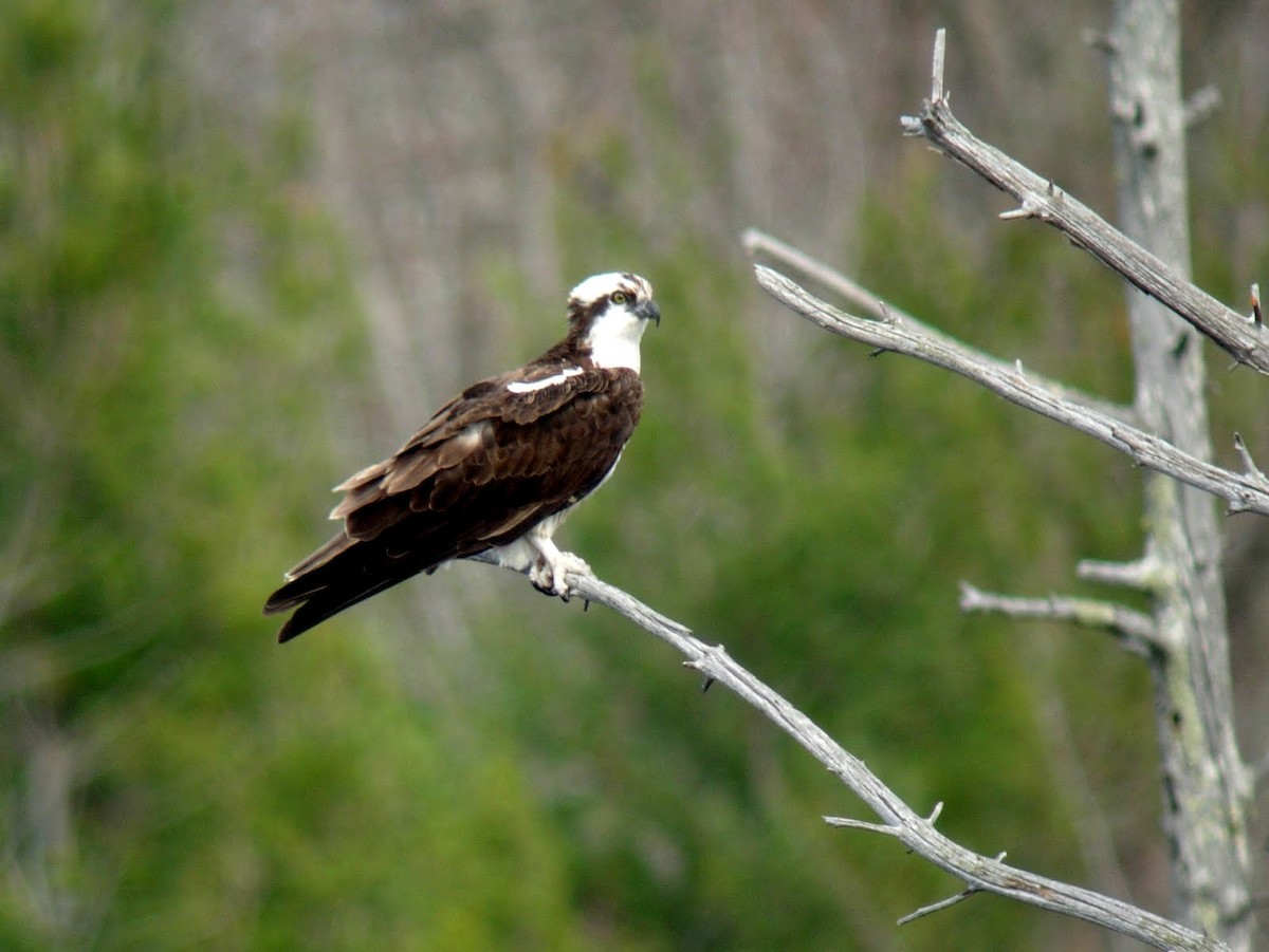 Osprey - ML271956571