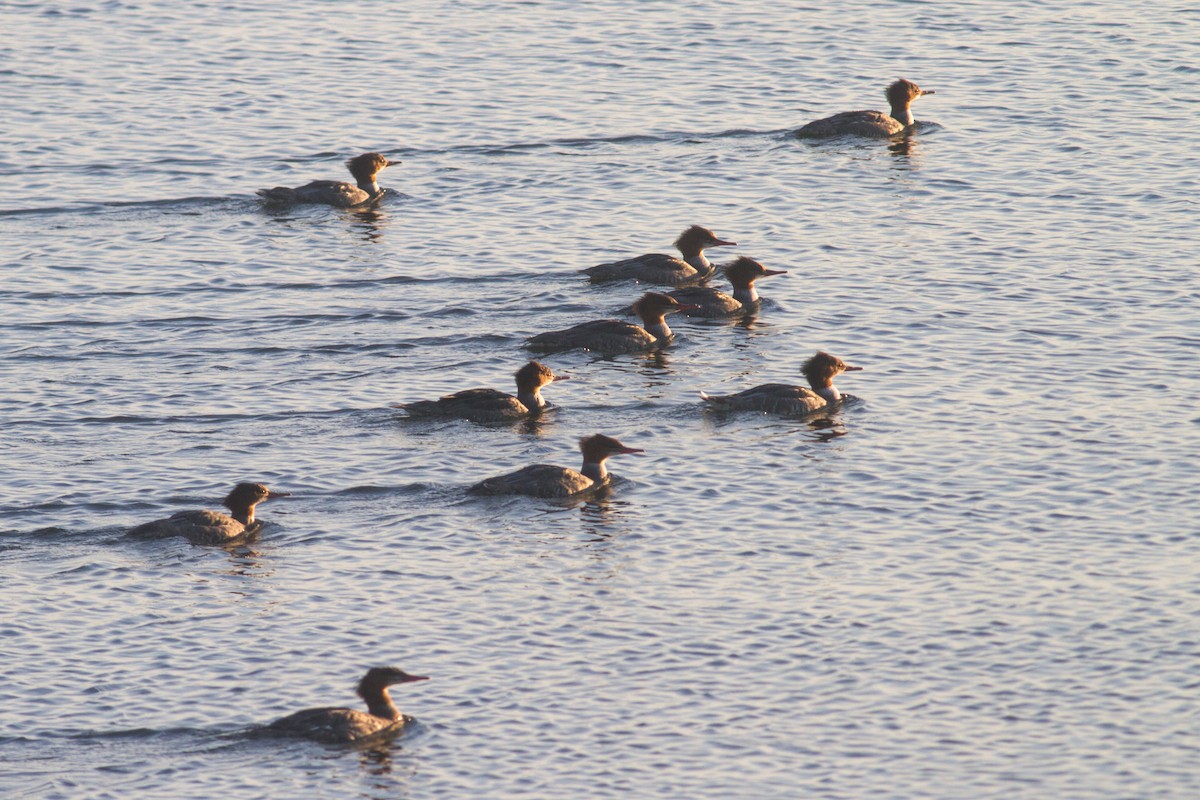 Common Merganser - ML271956911